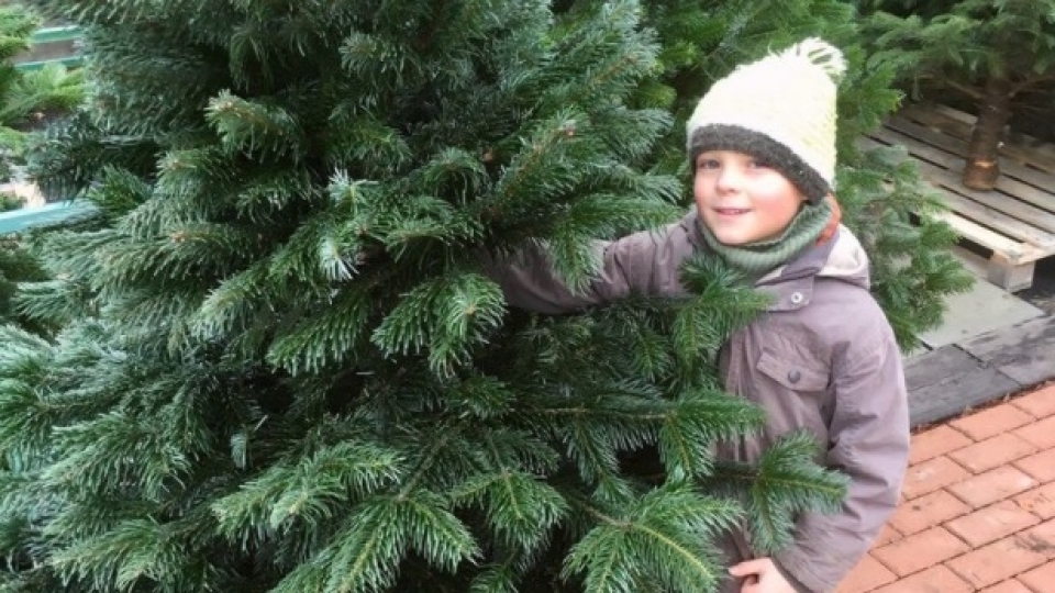 V�no�n� stromy