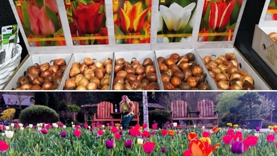 Cibuloviny a hl�zy