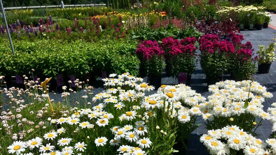 Skalni�ky a trvalky