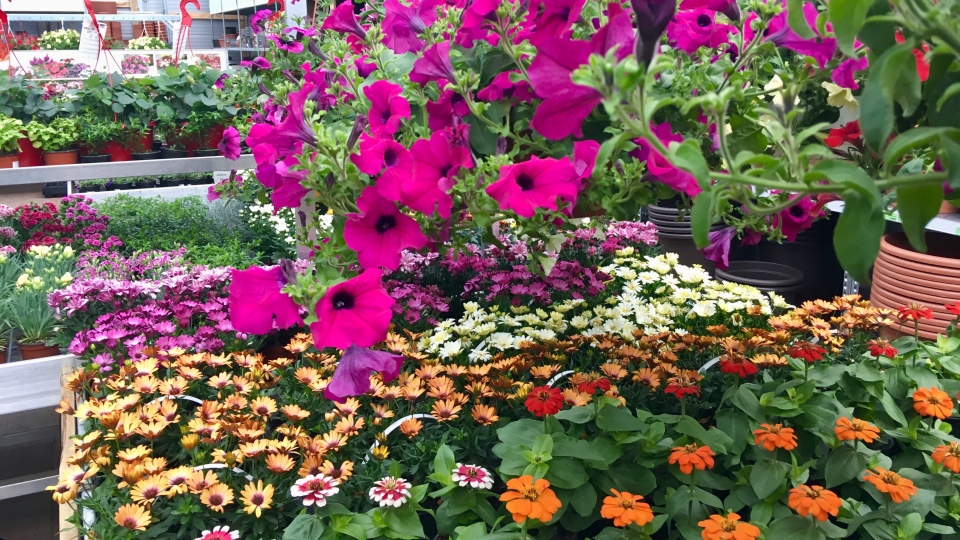 Balkonov� kv�tiny a letni�ky