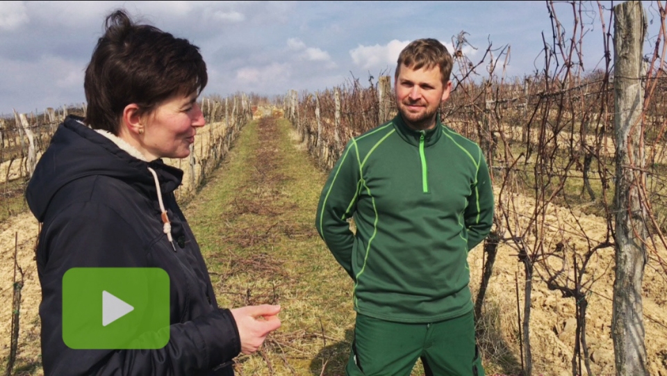 Jak SPR�VN� st��hat r�vu vinnou (z�klady).