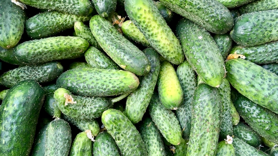 P�ij�m�me POSLEDN� objedn�vky na okurky naklada�ky balen� 10Kg (cena 49 K�/kg)