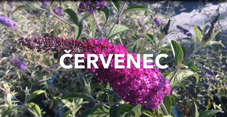 Co V�m m��e kv�st na zahrad� v �ERVENCI - video