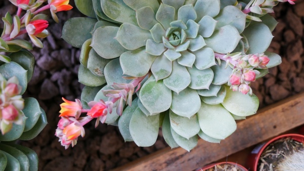 Pohled do zahradnictv� �noru