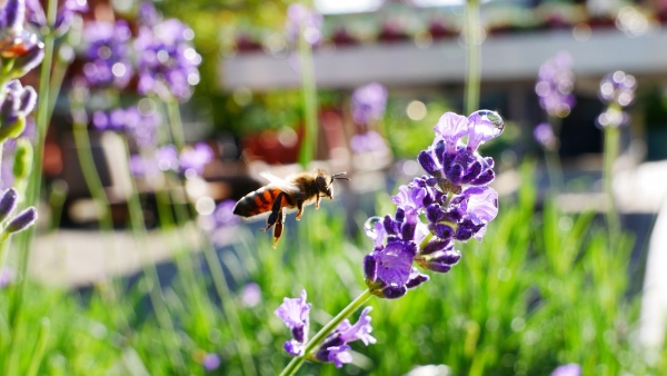 Pohled do zahradnictv� srpen