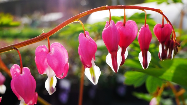 Pohled do zahradnictv� duben