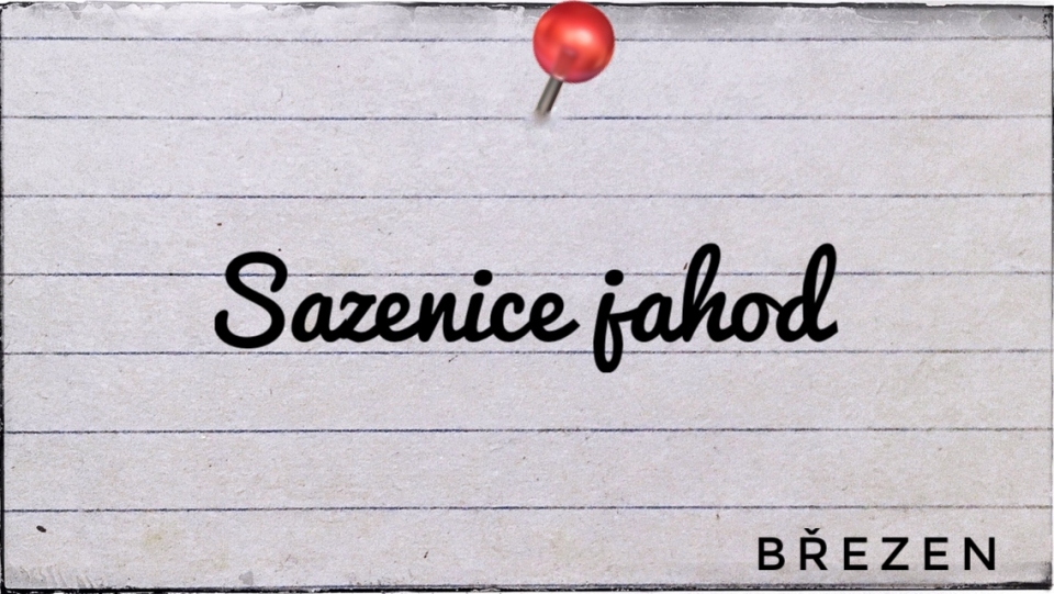 Sazenice jahod - poloviny b�ezna