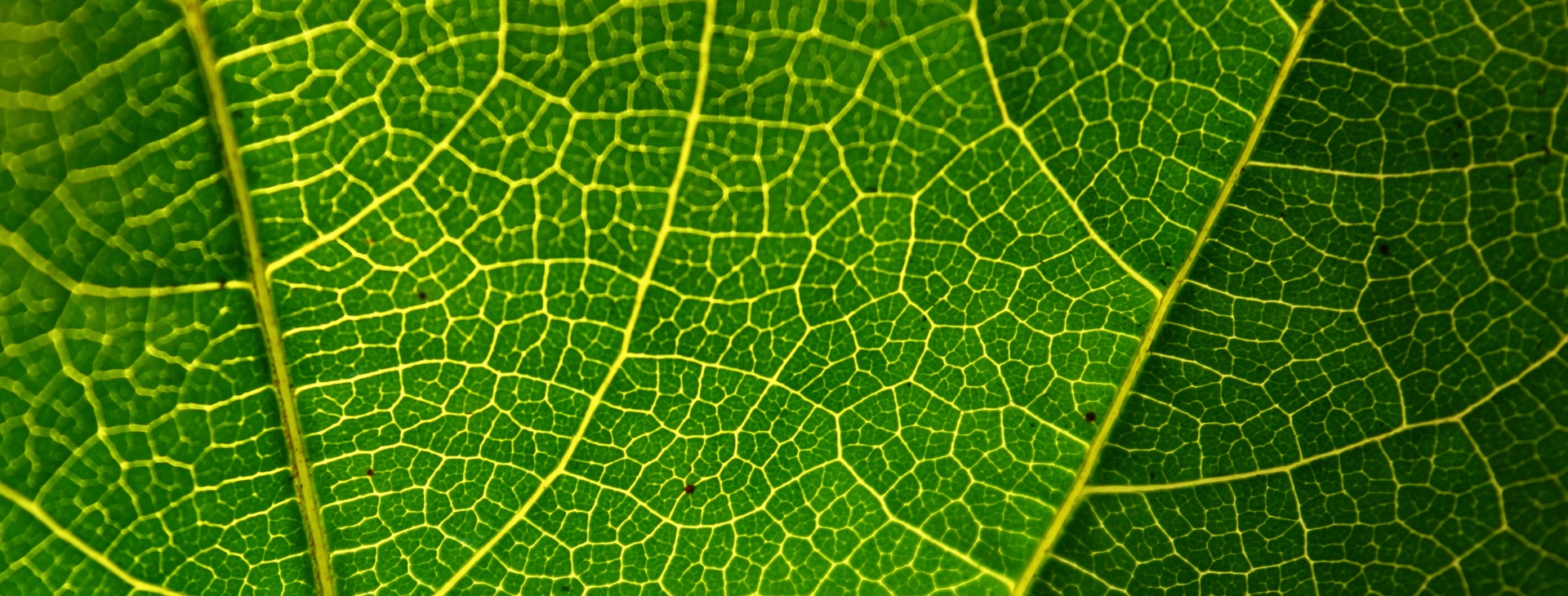 Zahradnictv� Krumlov