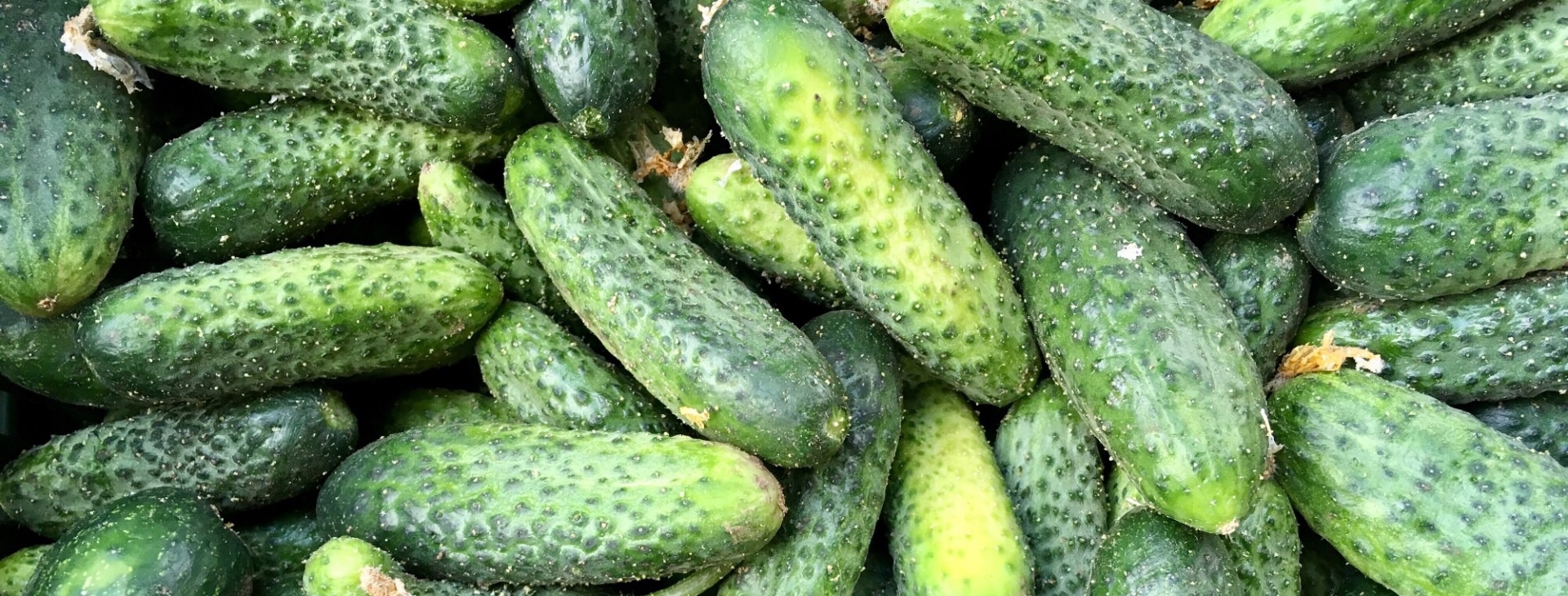 Zahradnictv� Krumlov